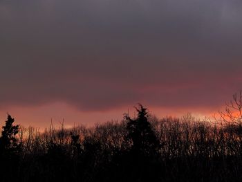 Silhouette trees against sky during sunset