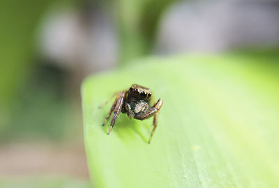 Close-up of spider