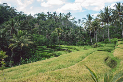 Scenic view of trees on field against sky