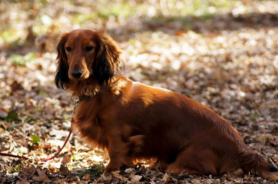 Portrait of dog sitting on field