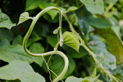 Close-up of green leaves