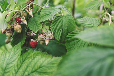 Strawberries growing on plant