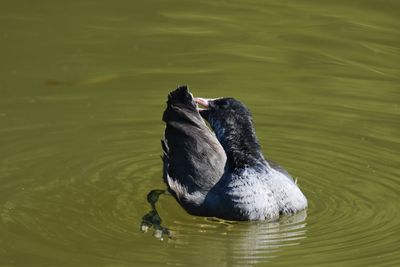 High angle view of coot swimming in lake