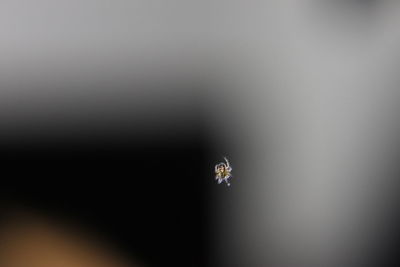 Close-up of fly on flower