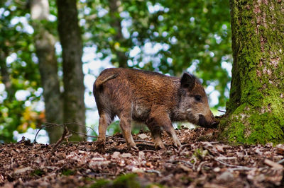 Wild pig in a forest