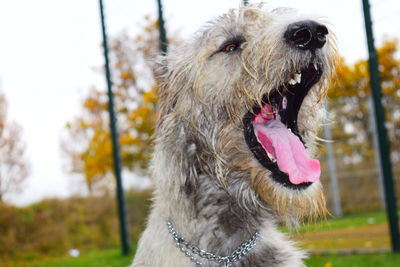 Close-up of dog sticking out tongue against sky