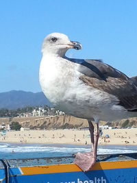 Close-up of seagull perching on shore against clear sky