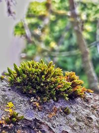 Close-up of moss growing on rock