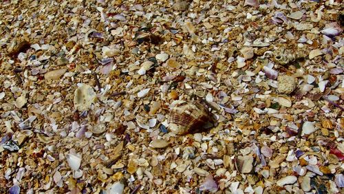 High angle view of seashell on pebbles