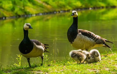 Ducks on a lake