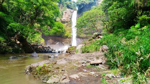 Scenic view of waterfall in forest