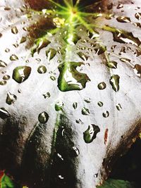 Close-up of water drops on leaf