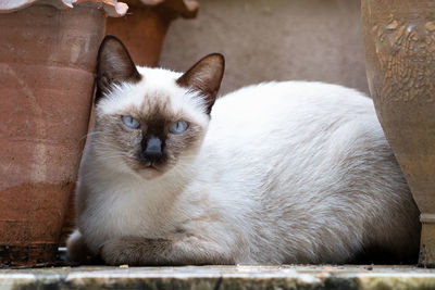 Close-up portrait of cat relaxing outdoors