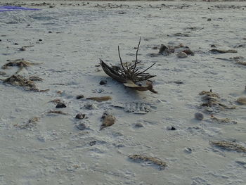 High angle view of driftwood on beach