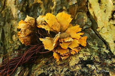 Close-up of dry leaves