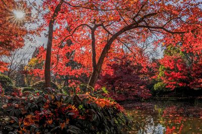 Red maple tree by lake in forest during autumn