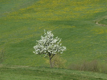 Close-up of tree