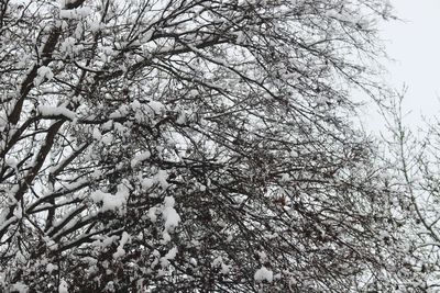 Low angle view of flower tree against sky