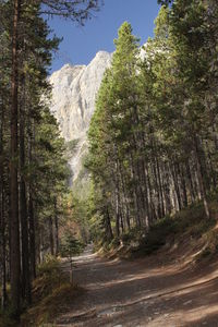 Trees in forest against sky