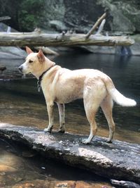View of dog standing in water