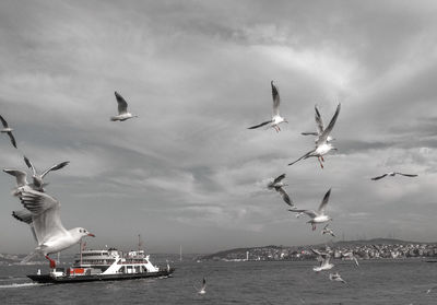 Seagulls flying over sea against sky