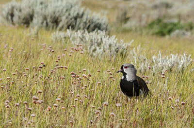 Bird perching on a field