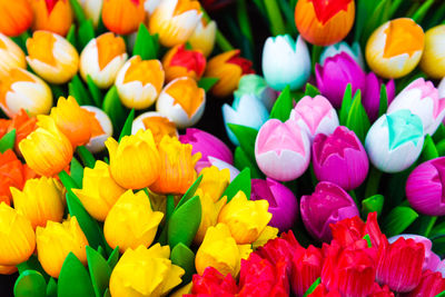 Full frame shot of multi colored flowering plants