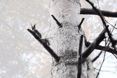 Low angle view of bird perching on tree against sky