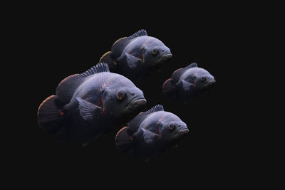 Close-up of jellyfish against black background