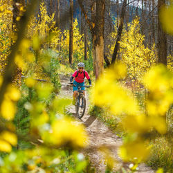 Woman mountain biking amidst trees at banff national park