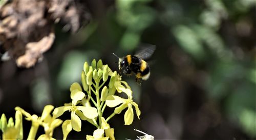 Close-up of bee pollinating on flower