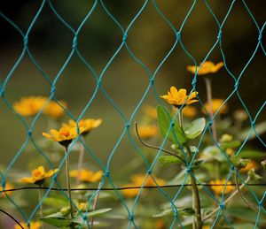 Close-up of yellow flowering plants seen through chainlink fence