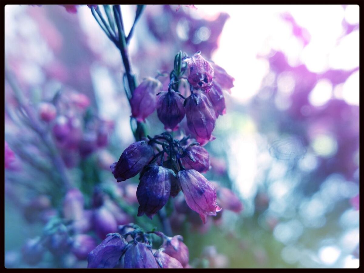 flower, freshness, transfer print, growth, fragility, focus on foreground, beauty in nature, auto post production filter, close-up, purple, nature, petal, flower head, blooming, blossom, in bloom, plant, pink color, stem, branch