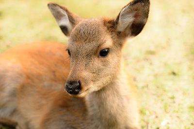 Close-up of deer