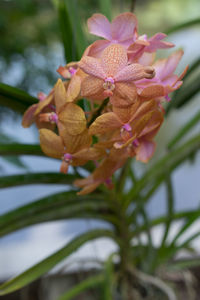 Close-up of flower