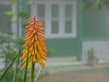 Close-up of orange flower