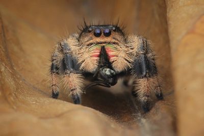 Close-up of spider