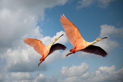 Low angle view of birds flying against sky