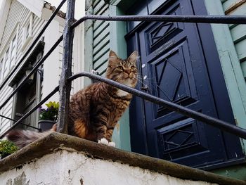 Low angle view of cat seen through window