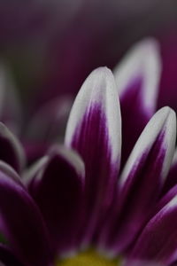 Close-up of purple flower blooming outdoors