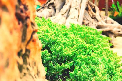 Close-up view of green leaves
