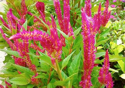 Close-up of red flowers blooming outdoors