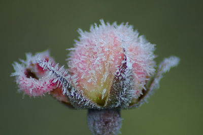 Close-up of frozen plant