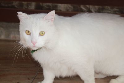 Close-up portrait of a cat