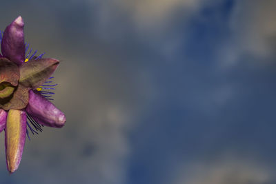 Close-up of pink flower
