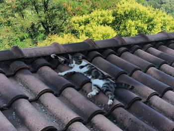 Close-up of an animal on roof
