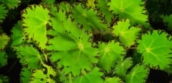 Full frame shot of fresh green leaves