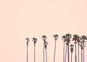 Low angle view of coconut palm trees against clear sky