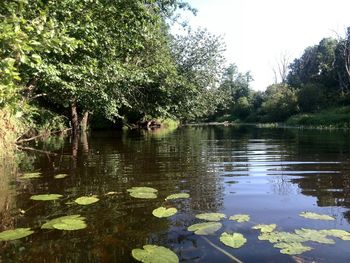 Reflection of trees in pond