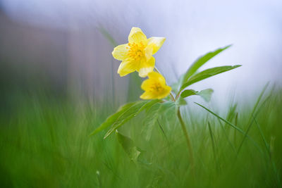 Close-up of yellow flowering plant on field